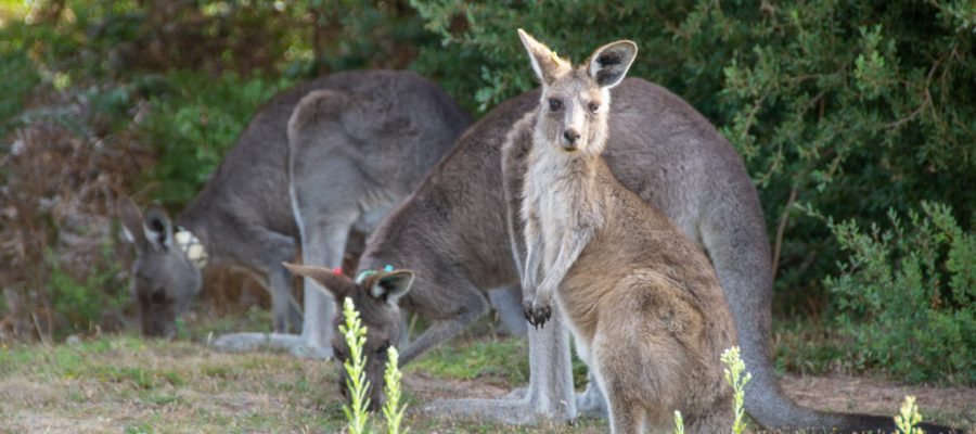 10-motivos-para-fazer-um-intercambio-na-australia