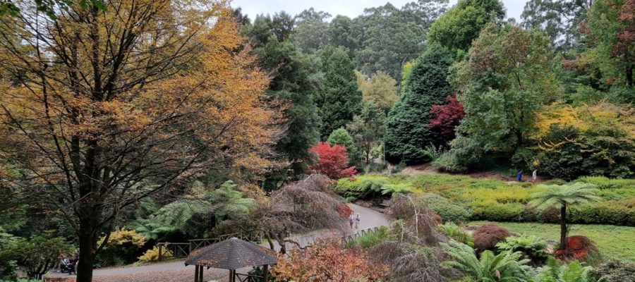 Dandenong Ranges Botanic Garden, Melbourne, Australia