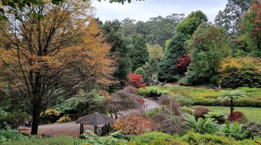 Dandenong Ranges Botanic Garden, Melbourne, Australia