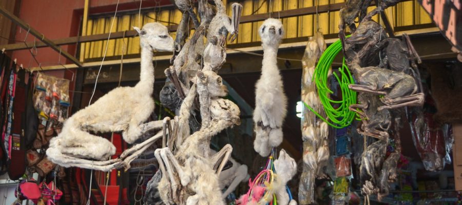 Fetos de lhama do Mercado de las Brujas, em La Paz, Bolívia